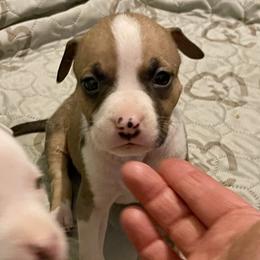 Dandelion - Red female American Staffordshire Terrier puppy in Monroe, Georgia from Irresistibull Staffords