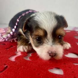 Parti boy - Parti male Yorkshire Terrier puppy in Gainesville, Georgia from Country Dog Kennels.