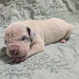 Enoch - Blue and white male Great Dane puppy in Pollock, Louisiana from Danes Done Right