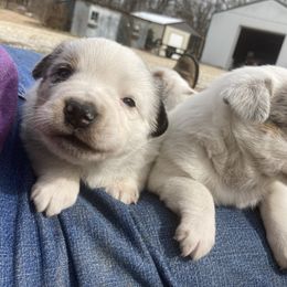 Australian Cattle Dog and Companion Cross Puppies from MX Kennel - Central MO