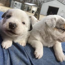 Australian Cattle Dog and Companion Cross Puppies from MX Kennel - Central MO