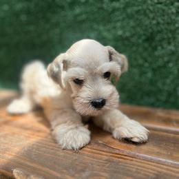 Rick - Wheaten male Miniature Schnauzer puppy in Menifee, California from Moonshine’s Minis