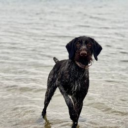 German Wirehaired Pointer All Grown Up from Humdinger Kennel