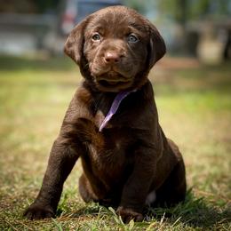 Labrador Retriever Puppies from Southern Heritage Retrievers