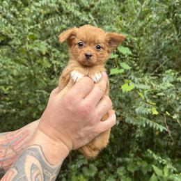 Mango - Red male Chihuahua puppy in East Camden, Arkansas from RoyAl