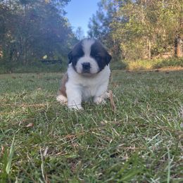 Saint Bernard Puppies from Magnolia Saint Bernards