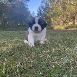 Saint Bernard Puppies from Magnolia Saint Bernards