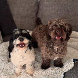 Cockapoo puppies from Kinkade Kennels