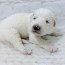 Hank - Green Collar - White male Great Pyrenees puppy in San Marcos, California from Faith Family Freedom Farm