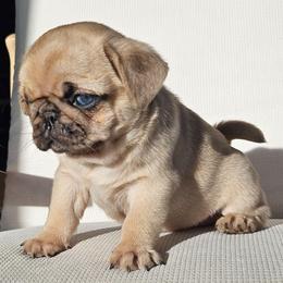 Sweet - Fawn female Pug puppy in Jacksonville, North Carolina from Coliseum de Cassiope