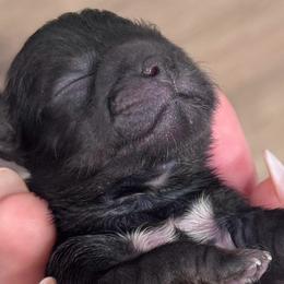 Puperella - Black female Shih Tzu puppy in Hendersonville, Tennessee from Peekaboo Farms