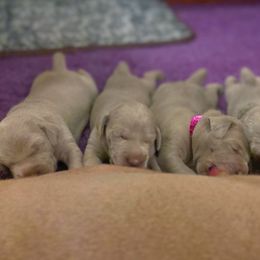 German Shorthaired Pointer and Weimaraner Puppies from SilverBay GunDogs