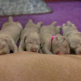 German Shorthaired Pointer and Weimaraner Puppies from SilverBay GunDogs