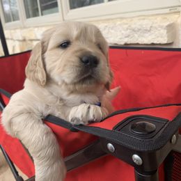 Golden Retriever Puppies from Daniel Ranch Golden Retrievers