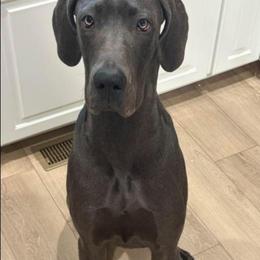 Concrete Rose - Blue female Great Dane puppy in Garner, North Carolina from Gentle Giant Danes, LLC
