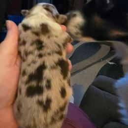 Red Merle Girl - Red merle female Miniature American Shepherd puppy in Vancouver, Washington from BonDrew's Miniature American Shepherds