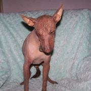 Rojo - Xoloitzcuintli
