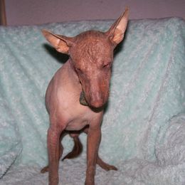 Rojo - Xoloitzcuintli