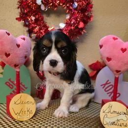 Crystal - Tri-color female Cavalier King Charles Spaniel puppy in Kermit, West Virginia from Stonecoal Cavaliers