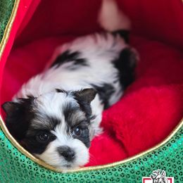 Rumi - Parti female Yorkshire Terrier puppy in California from Corazon de gigante