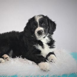 Aussiedoodle Puppies from Wilson Cattle Co.