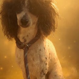 Icon - Poodle