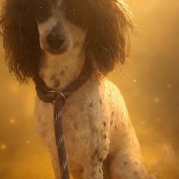 Icon - Poodle