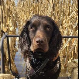 Huck - Boykin Spaniel