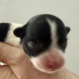 Girl One - Black and white female Havanese puppy in Charlotte, North Carolina from Butterfly Havanese