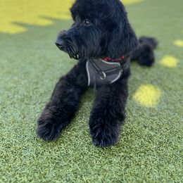 Goldendoodle All Grown Up from Lazy Dayz Doodles