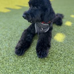 Goldendoodle All Grown Up from Lazy Dayz Doodles
