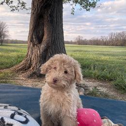 Malone - Apricot male Goldendoodle puppy in Rising Sun, Indiana from Ruby Lane Doodles