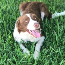 Border Collies from Abundant Victories