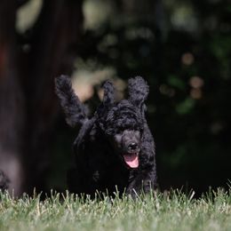 Poodle Puppies from Mystic Moon Poodles
