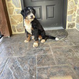 Remi - Bernedoodle