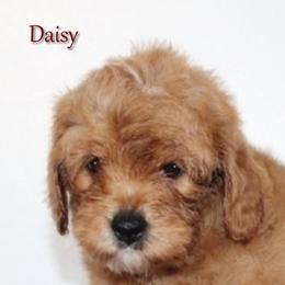 Female 2 - Red  female Goldendoodle puppy in Fredericksburg, Ohio from Timshell Farm Specialty Crossbreed Puppies