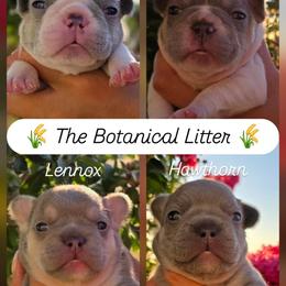 French Bulldog Puppies from Namaste Frenchies