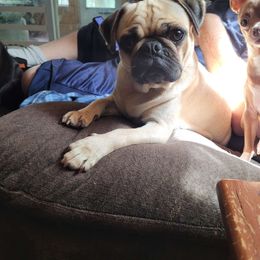 Ruthie - Pug