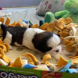 Shorty - Black gold and white male Shih Tzu puppy in Wyoming, Michigan from Shih Tzu Shenanigans
