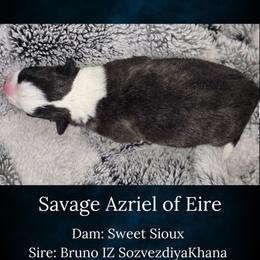Savage Azriel of Eire - Brindle and white male Cardigan Welsh Corgi puppy in Plymouth, Iowa from Savages Low riders