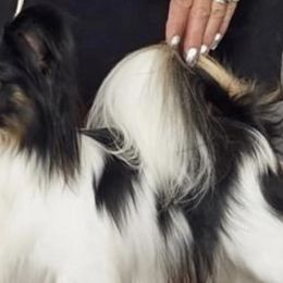Papillons from Barque