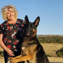 German Shepherds from Shadyrock German Shepherds
