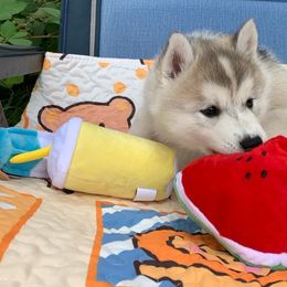 Siberian Husky Puppies from Canace Siberians