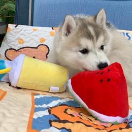 Siberian Husky Puppies from Canace Siberians