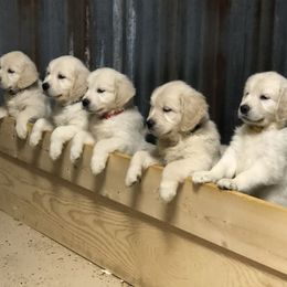 Goldendoodle and Golden Retriever Puppies from Angelic Goldens