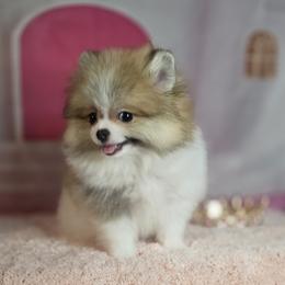 Roxanne - Tri-colored female Pomeranian puppy in Fresno, California from Pomi Mami Pomeranians