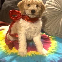 Joey Caruso (brown) - Parti male Goldendoodle puppy in Fayettville Ar, Arkansas from Ozark Bulldogs and doodles