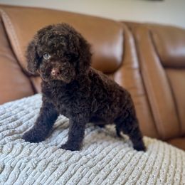 Lincoln - Brown male Cockapoo puppy in Danielsville, Georgia from Meg's Doodles and Poodles