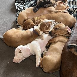 Dachshund Puppies from Witchy Woman’s Wiener’s