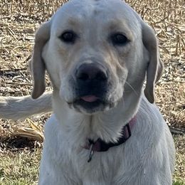 Scout - Labrador Retriever